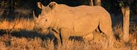 Rhinos on an African Safari